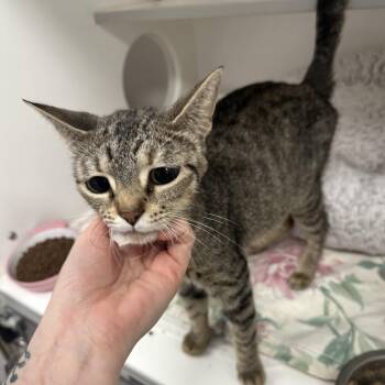 Lainey -  Domestic Short Hair Cat for Adoption in Jupiter, Florida - Lainey | PetCurious