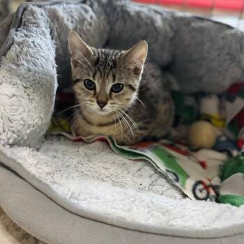 Domestic Short Hair Cats Available for Adoption in Brownsboro, Alabama - Clawdeen | PetCurious
