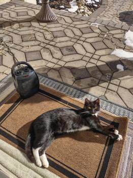 Domestic Short Hair Cats Available for Adoption - Othello  | PetCurious