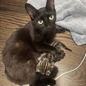 Dahlia -  Domestic Short Hair Cat for Adoption in Pleasant Hill, California - Dahlia | PetCurious