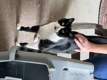 Rescue Domestic Short Hair Cats for Adoption in Steamboat Springs, Colorado - Tommy | PetCurious