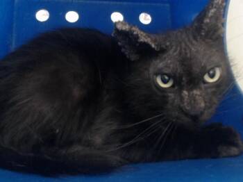 BLACKIE -  Domestic Long Hair Cat for Adoption in Orlando, Florida - BLACKIE | PetCurious