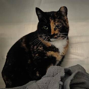 Domestic Short Hair Cats Available for Adoption - CALI | PetCurious