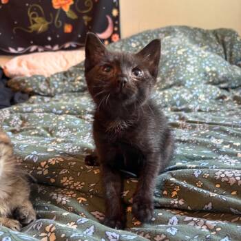 Domestic Short Hair Cats Available for Adoption in Columbia, Missouri - Bertie | PetCurious
