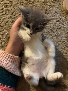 Ozzy -  Domestic Short Hair Cat for Adoption in St. Cloud, Florida - Ozzy | PetCurious