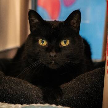 Cleo -  Domestic Short Hair Cat for Adoption in Cheyenne, Wyoming - Cleo | PetCurious