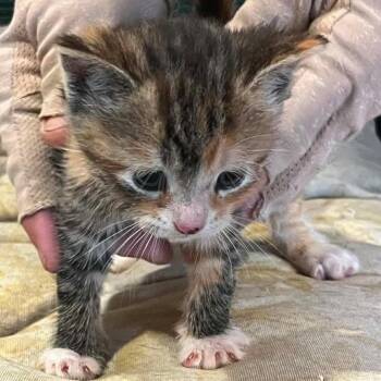 Married with Children -  Domestic Short Hair Cat for Adoption in Fredericksburg, Virginia - Married With Children | PetCurious