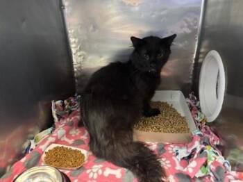 Twlight -  Domestic Long Hair Cat Available for Adoption in El Paso, Texas - Twlight | PetCurious