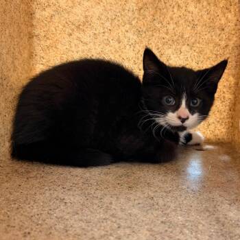 Choo Choo -  Domestic Short Hair Cat for Adoption in Philadelphia, Pennsylvania - Choo Choo | PetCurious