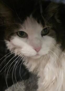 Domestic Long Hair Cats Available for Adoption - DOMINO | PetCurious