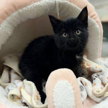 Domestic Short Hair Cats Available for Adoption - Little Bear | PetCurious