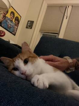 Skittle: Courtesy Post -  Domestic Short Hair Cat Available for Adoption in New York, New York - Skittle: Courtesy Post | PetCurious