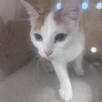 Domestic Short Hair Cats Available for Adoption in Philadelphia, Pennsylvania - Topaz | PetCurious