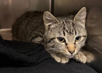 Domestic Short Hair Cats Available for Adoption - Posh Spice (Petsmart) | PetCurious