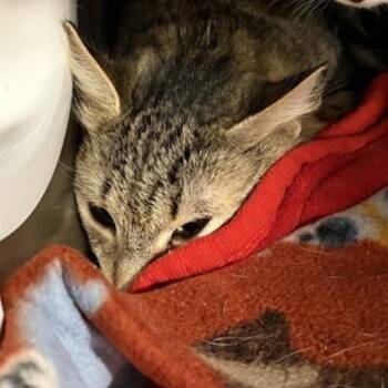 Destiny -  Domestic Short Hair Cat for Adoption in New York, New York - Destiny | PetCurious
