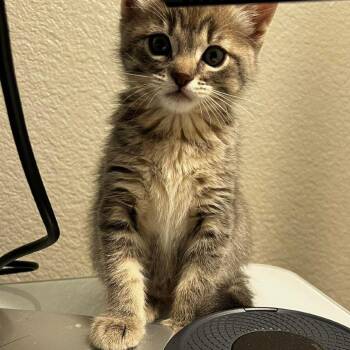 Domestic Short Hair Cats Available for Adoption in Nampa, Idaho - Moira | PetCurious