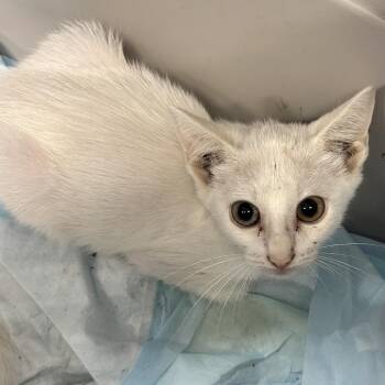 Cosmic Cha-Cha -  Domestic Short Hair Cat for Adoption in Boerne, Texas - Cosmic Cha-Cha | PetCurious