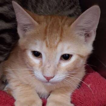 Danny -  Domestic Short Hair Cat for Adoption in Lake Havasu City, Arizona - Danny | PetCurious