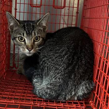 Domestic Short Hair Cats Available for Adoption in Birmingham, Alabama - Bing | PetCurious