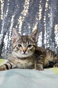 Myrtle -  Domestic Short Hair Cat for Adoption in Yakima, Washington - Myrtle | PetCurious