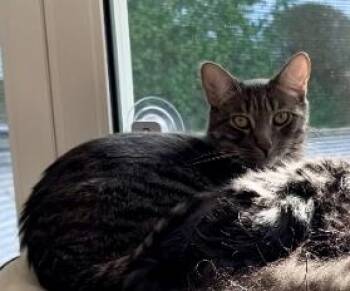 Domestic Short Hair Cats Available for Adoption in Mission Viejo, California - Sully | PetCurious