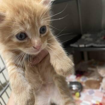 Colby -  Domestic Short Hair Cat for Adoption in Gloucester, Virginia - Colby | PetCurious