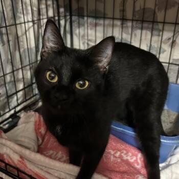 Domestic Short Hair Cats Available for Adoption - Janice Kitten -Knox 10 | PetCurious