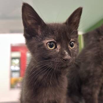 Domestic Short Hair Cats Available for Adoption in Reno, Nevada - Garamond | PetCurious