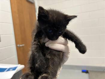 A383345 -  Domestic Long Hair Cat for Adoption in Ocala, Florida - A383345 | PetCurious