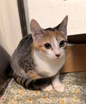 CICELY -  Domestic Short Hair Cat for Adoption in Baytown, Texas - CICELY | PetCurious