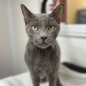Leonardo -  Domestic Short Hair Cat for Adoption in Ridgely, Maryland - Leonardo | PetCurious