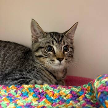 Seneca Murphy -  Domestic Short Hair Cat for Adoption in Fairport, New York - Seneca Murphy | PetCurious