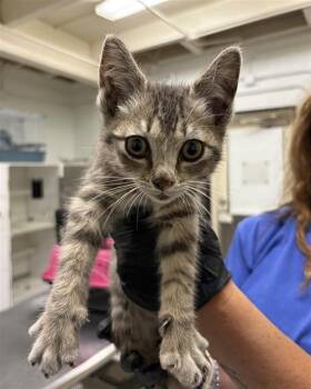DIZZY D -  Domestic Short Hair Cat for Adoption in Camarillo, California - DIZZY D | PetCurious