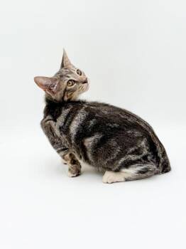 Lady Grey -  Domestic Short Hair Cat for Adoption in Bowling Green, Kentucky - Lady Grey | PetCurious