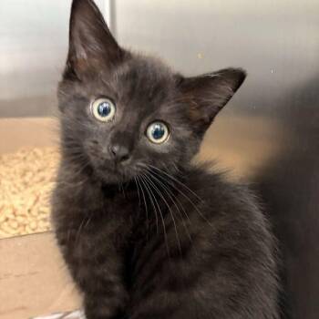 Elvis -  Domestic Long Hair Cat for Adoption in Marshall, Virginia - Elvis | PetCurious