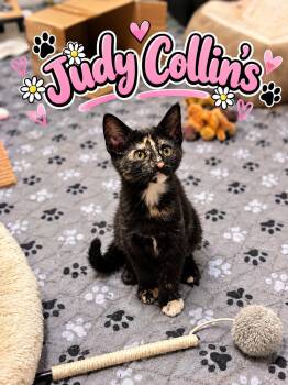 Judy Collins -  Domestic Short Hair Cat for Adoption in Akron, Ohio - Judy Collins | PetCurious