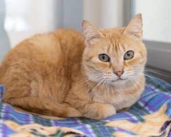 CITRUS -  Domestic Short Hair Cat for Adoption in Leesburg, Virginia - CITRUS | PetCurious
