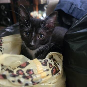 Truffles -  Domestic Short Hair Cat for Adoption in Beulaville, North Carolina - Truffles | PetCurious