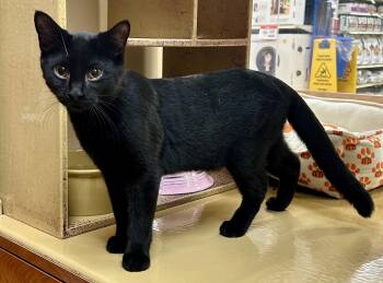 Rescue Domestic Short Hair Cats for Adoption in Huntley, Illinois - Silas | PetCurious
