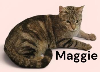Maggie -  Tabby Cat for Adoption in Weems, Virginia - Maggie | PetCurious