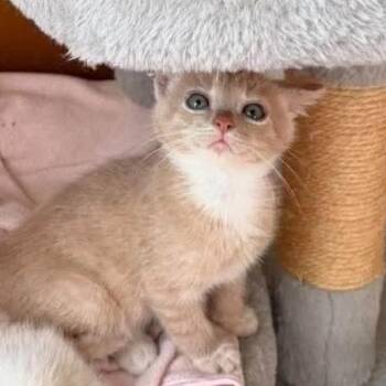 Simba -  Domestic Short Hair Cat for Adoption in Ferndale, Washington - Simba | PetCurious