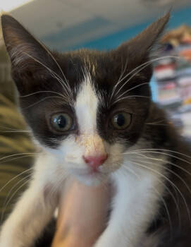 Rescue Domestic Short Hair Cats for Adoption in Albuquerque, New Mexico - Ascot | PetCurious