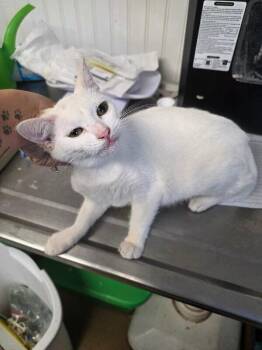 Rescue Domestic Short Hair Cats for Adoption in Zimmerman, Minnesota - Snowy | PetCurious