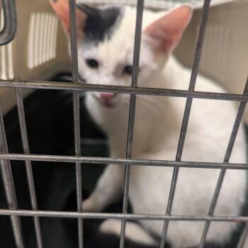 Chobani -  Domestic Short Hair Cat for Adoption in Charlottesville, Virginia - Chobani | PetCurious
