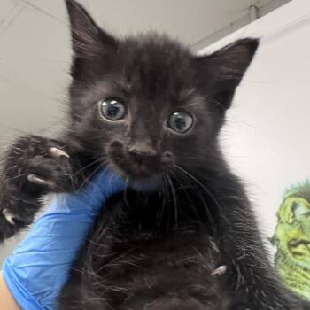 Sage -  Domestic Short Hair Cat for Adoption in Greenville, South Carolina - Sage | PetCurious
