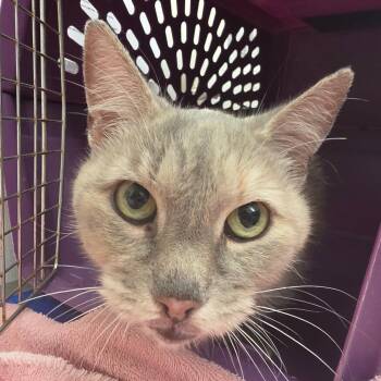 Darlene -  Domestic Short Hair Cat for Adoption in Oshkosh, Wisconsin - Darlene | PetCurious