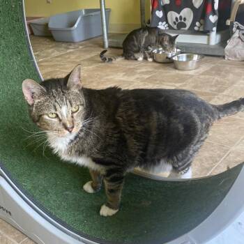 Tony -  Domestic Short Hair Cat for Adoption in Colorado Springs, Colorado - Tony | PetCurious