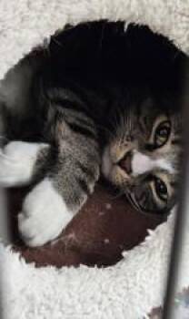 Cocoa -  Domestic Short Hair Cat Available for Adoption in Potsdam, New York - Cocoa | PetCurious