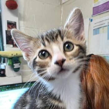 Marsha -  Domestic Short Hair Cat for Adoption in Eureka Springs, Arkansas - Marsha | PetCurious
