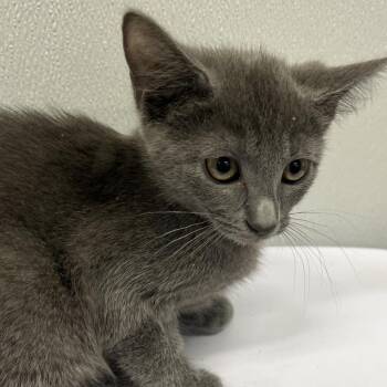 Domestic Short Hair Cats Available for Adoption in Tampa, Florida - Anaya | PetCurious
